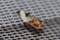 Acleris variegana