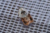 Acleris variegana