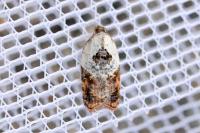 Acleris variegana