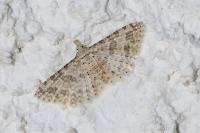 Alucita