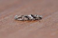 Recurvaria nanella