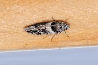 Recurvaria nanella