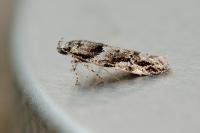 Recurvaria nanella