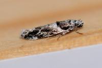 Recurvaria nanella
