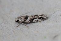 Recurvaria nanella