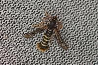 Pennisetia hylaeiformis