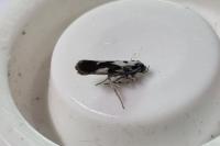 Ethmia quadrillella