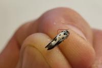 Ethmia quadrillella