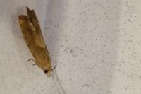 Eucosma conterminana