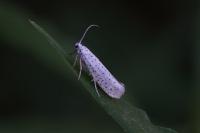 Yponomeuta evonymella