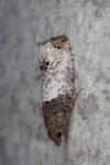 Notocelia roborana