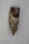 Cydia splendana