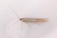 Coleophora caespititiella