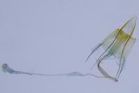 Coleophora caespititiella