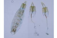 Coleophora caespititiella