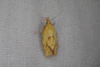 Agapeta hamana