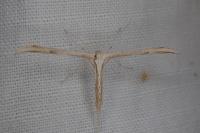 Emmelina monodactyla