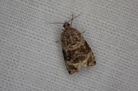 Celypha lacunana
