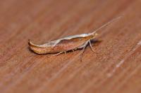 Ypsolopha dentella