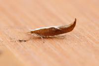 Ypsolopha dentella