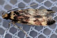 Oegoconia