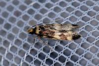 Oegoconia