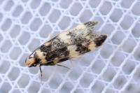 Oegoconia