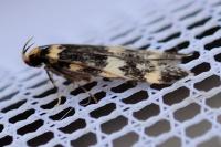 Oegoconia