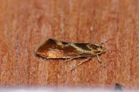 Metalampra