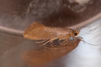 Crassa unitella