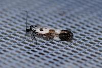 Ethmia quadrillella