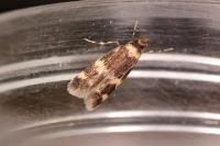Oegoconia novimundi