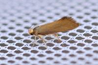 Crassa unitella