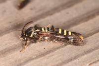 Pennisetia hylaeiformis