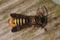 Pennisetia hylaeiformis