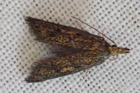 Aplota palpella