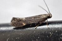 Aproaerema anthyllidella