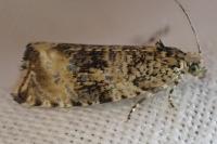 Celypha lacunana