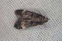 Dichomeris alacella