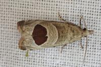 Notocelia uddmanniana