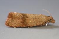 Celypha striana