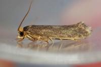 Cephimallota crassiflavella