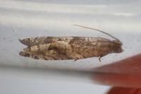 Rhopobota naevana