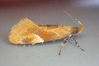 Epicallima formosella