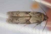 Blastobasis glandulella