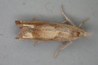 Eucosma conterminana