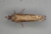 Eucosma obumbratana