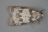 Eana canescana
