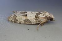 Eana canescana