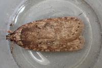 Agonopterix ciliella
